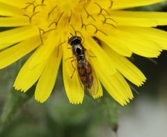 Melanostoma mellinum