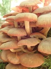 Desarmillaria tabescens