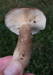 Lactarius picinus