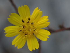 Deinandra paniculata