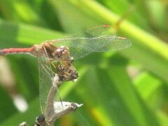 Sympetrum vicinum