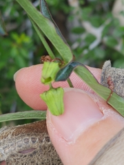 Passiflora tenuiloba