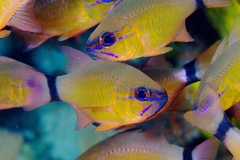 Ring-Tailed Cardinalfish photo 3