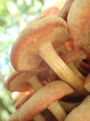 Desarmillaria tabescens