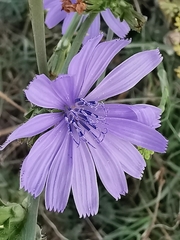 Cichorium intybus