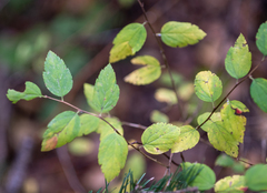 Spiraea chamaedryfolia