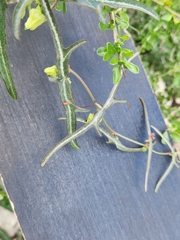 Passiflora tenuiloba