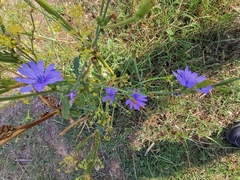 Cichorium intybus