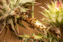 Tetramorium caespitum