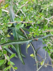 Passiflora tenuiloba