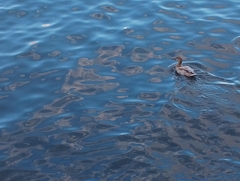 Anas platyrhynchos