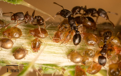 Tetramorium caespitum