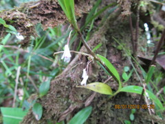 Scaphyglottis
