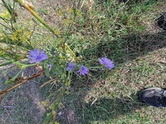 Cichorium intybus
