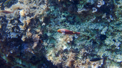 Sparisoma cretense
