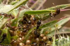Tetramorium caespitum