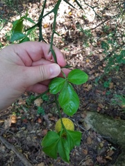 Citrus trifoliata