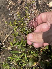 Rorippa sessiliflora