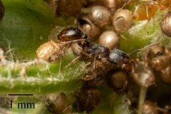 Tetramorium caespitum