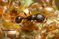Tetramorium caespitum