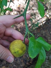 Citrus trifoliata