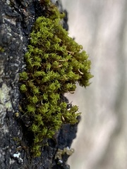 Ulota crispa