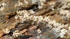 Arcyria cinerea