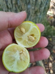 Citrus trifoliata