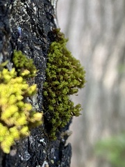 Ulota crispa