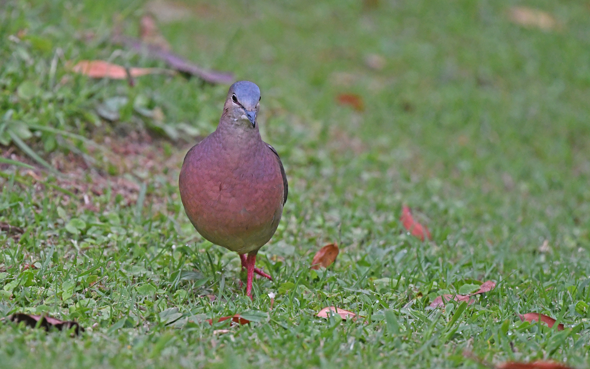 Tolima Dove illustration
