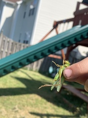 Orchelimum pulchellum
