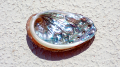 Haliotis tuberculata