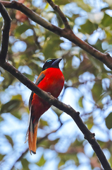 Harpactes duvaucelii