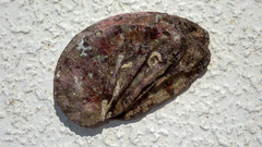 Haliotis tuberculata