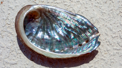 Haliotis tuberculata