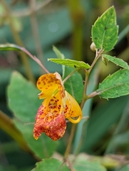 Impatiens capensis