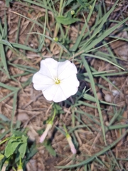 Convolvulus arvensis
