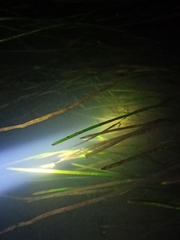 Sparganium emersum