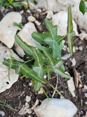 Passiflora tenuiloba