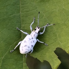 Myllocerus undecimpustulatus