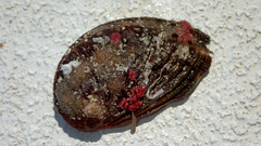 Haliotis tuberculata