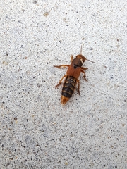 Platydracus immaculatus