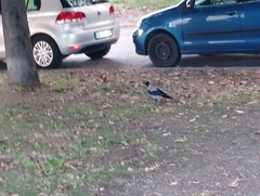 Corvus cornix