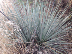 Yucca glauca glauca