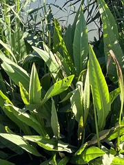 Rumex hydrolapathum