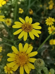 Senecio inaequidens
