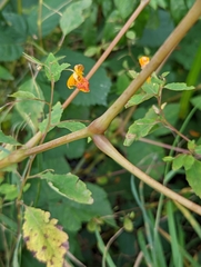 Impatiens capensis