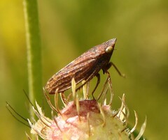 Aphrodes