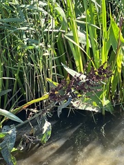 Rumex hydrolapathum
