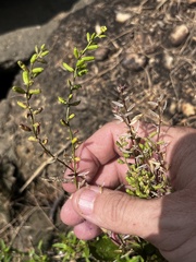 Rorippa sessiliflora